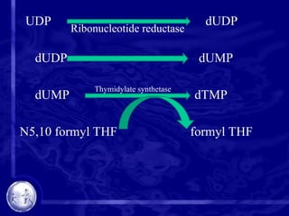 UDP dUDP
dUDP dUMP
dUMP dTMP
N5,10 formyl THF formyl THF
Ribonucleotide reductase
Thymidylate synthetase
 
