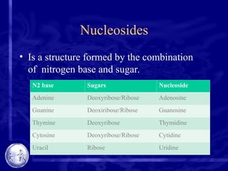 Nucleosides
• Is a structure formed by the combination
of nitrogen base and sugar.
N2 base Sugars Nucleoside
Adenine Deoxyribose/Ribose Adenosine
Guanine Deoxiribose/Ribose Guanosine
Thymine Deoxyribose Thymidine
Cytosine Deoxyribose/Ribose Cytidine
Uracil Ribose Uridine
 