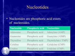 Nucleotides
• Nucleotides are phosphoric acid esters
of nucleosides.
Nucleoside Phosphoric acid Nucleotides
Adenosine Phosphoric acid Adenylate (AMP)
Guanosine Phosphoric acid Guanylate ( GMP)
Thymidine Phosphoric acid Thymidylate ( TMP)
Cytidine Phosphoric acid Cytidylate (CMP)
Uridine Phosphoric acid Uridylate (UMP)
 