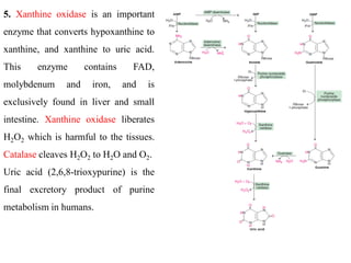 5. Xanthine oxidase is an important
enzyme that converts hypoxanthine to
xanthine, and xanthine to uric acid.
This enzyme contains FAD,
molybdenum and iron, and is
exclusively found in liver and small
intestine. Xanthine oxidase liberates
H2O2 which is harmful to the tissues.
Catalase cleaves H2O2 to H2O and O2.
Uric acid (2,6,8-trioxypurine) is the
final excretory product of purine
metabolism in humans.
 