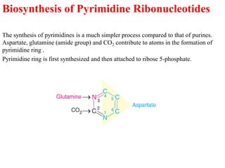 Biosynthesis of Pyrimidine Ribonucleotides
The synthesis of pyrimidines is a much simpler process compared to that of purines.
Aspartate, glutamine (amide group) and CO2 contribute to atoms in the formation of
pyrimidine ring .
Pyrimidine ring is first synthesized and then attached to ribose 5-phosphate.
 