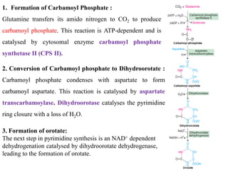 1. Formation of Carbamoyl Phosphate :
Glutamine transfers its amido nitrogen to CO2 to produce
carbamoyl phosphate. This reaction is ATP-dependent and is
catalysed by cytosomal enzyme carbamoyl phosphate
synthetase II (CPS II).
2. Conversion of Carbamoyl phosphate to Dihydroorotate :
Carbamoyl phosphate condenses with aspartate to form
carbamoyl aspartate. This reaction is catalysed by aspartate
transcarbamoylase. Dihydroorotase catalyses the pyrimidine
ring closure with a loss of H2O.
3. Formation of orotate:
The next step in pyrimidine synthesis is an NAD+ dependent
dehydrogenation catalysed by dihydroorotate dehydrogenase,
leading to the formation of orotate.
 