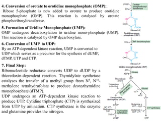4. Conversion of orotate to orotidine monophosphate (OMP):
Ribose 5-phosphate is now added to orotate to produce orotidine
monophosphate (OMP). This reaction is catalysed by orotate
phosphoribosyltransferase.
5. Formation of Uridine Monophosphate (UMP):
OMP undergoes decarboxylation to uridine mono-phosphate (UMP).
This reaction is catalysed by OMP decarboxylase.
6. Conversion of UMP to UDP:
By an ATP-dependent kinase reaction, UMP is converted to
UDP which serves as a precursor for the synthesis of dUMP,
dTMP, UTP and CTP.
7. Final Step:
Ribonucleotide reductase converts UDP to dUDP by a
thioredoxin-dependent reaction. Thymidylate synthetase
catalyses the transfer of a methyl group from N5, N10-
methylene tetrahydrofolate to produce deoxythymidine
monophosphate (dTMP).
UDP undergoes an ATP-dependent kinase reaction to
produce UTP. Cytidine triphosphate (CTP) is synthesized
from UTP by amination. CTP synthetase is the enzyme
and glutamine provides the nitrogen.
 