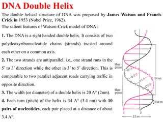 DNA Double Helix
The double helical structure of DNA was proposed by James Watson and Francis
Crick in 1953 (Nobel Prize, 1962).
The salient features of Watson-Crick model of DNA :
1. The DNA is a right handed double helix. It consists of two
polydeoxyribonucleotide chains (strands) twisted around
each other on a common axis.
2. The two strands are antiparallel, i.e., one strand runs in the
5’ to 3’ direction while the other in 3’ to 5’ direction. This is
comparable to two parallel adjacent roads carrying traffic in
opposite direction.
3. The width (or diameter) of a double helix is 20 A° (2nm).
4. Each turn (pitch) of the helix is 34 A° (3.4 nm) with 10
pairs of nucleotides, each pair placed at a distance of about
3.4 A°.
 