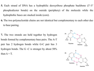 5. Each strand of DNA has a hydrophilic deoxyribose phosphate backbone (3’-5’
phosphodiester bonds) on the outside (periphery) of the molecule while the
hydrophobic bases are stacked inside (core).
6. The two polynucleotide chains are not identical but complementary to each other due
to base pairing.
7. The two strands are held together by hydrogen
bonds formed by complementary base pairs. The A-T
pair has 2 hydrogen bonds while G-C pair has 3
hydrogen bonds. The G -C is stronger by about 50%
than A = T.
 