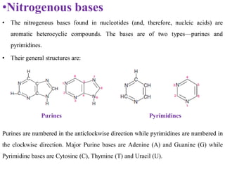 •Nitrogenous bases
• The nitrogenous bases found in nucleotides (and, therefore, nucleic acids) are
aromatic heterocyclic compounds. The bases are of two types—purines and
pyrimidines.
• Their general structures are:
Purines Pyrimidines
Purines are numbered in the anticlockwise direction while pyrimidines are numbered in
the clockwise direction. Major Purine bases are Adenine (A) and Guanine (G) while
Pyrimidine bases are Cytosine (C), Thymine (T) and Uracil (U).
 