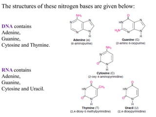 The structures of these nitrogen bases are given below:
DNA contains
Adenine,
Guanine,
Cytosine and Thymine.
RNA contains
Adenine,
Guanine,
Cytosine and Uracil.
 