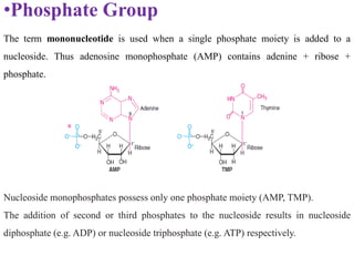 •Phosphate Group
The term mononucleotide is used when a single phosphate moiety is added to a
nucleoside. Thus adenosine monophosphate (AMP) contains adenine + ribose +
phosphate.
Nucleoside monophosphates possess only one phosphate moiety (AMP, TMP).
The addition of second or third phosphates to the nucleoside results in nucleoside
diphosphate (e.g. ADP) or nucleoside triphosphate (e.g. ATP) respectively.
 