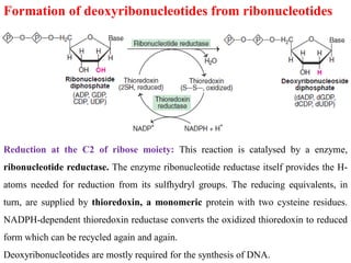 Formation of deoxyribonucleotides from ribonucleotides
Reduction at the C2 of ribose moiety: This reaction is catalysed by a enzyme,
ribonucleotide reductase. The enzyme ribonucleotide reductase itself provides the H-
atoms needed for reduction from its sulfhydryl groups. The reducing equivalents, in
turn, are supplied by thioredoxin, a monomeric protein with two cysteine residues.
NADPH-dependent thioredoxin reductase converts the oxidized thioredoxin to reduced
form which can be recycled again and again.
Deoxyribonucleotides are mostly required for the synthesis of DNA.
 
