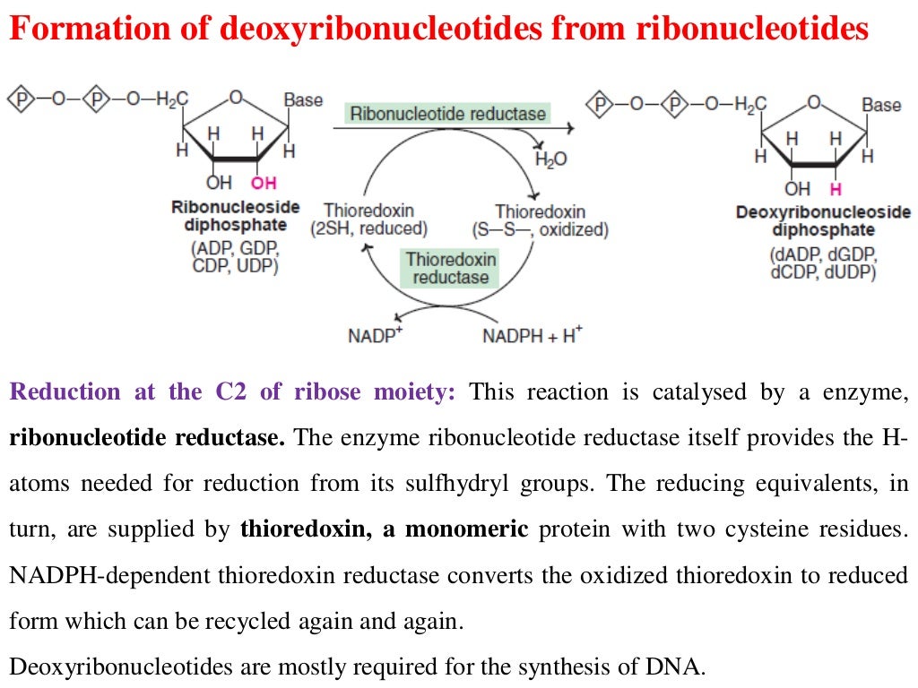 Nucleic Acid Metabolism