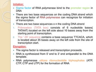 Nucleic acid metabolism and genetic information transfer