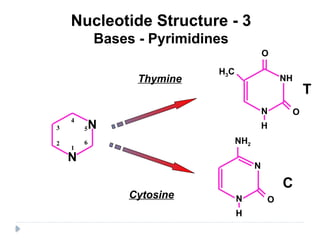Comprehensive Overview of Nucleic Acids: DNA and RNA Structure ...