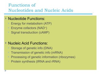 Comprehensive Overview of Nucleic Acids: DNA and RNA Structure ...