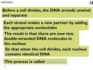 Comprehensive Overview of Nucleic Acids: DNA and RNA Structure ...