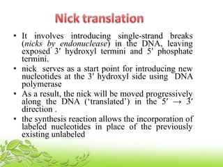• It involves introducing single-strand breaks
(nicks by endonuclease) in the DNA, leaving
exposed 3′ hydroxyl termini and 5′ phosphate
termini.
• nick serves as a start point for introducing new
nucleotides at the 3′ hydroxyl side using DNA
polymerase
• As a result, the nick will be moved progressively
along the DNA (‘translated’) in the 5′ → 3′
direction .
• the synthesis reaction allows the incorporation of
labeled nucleotides in place of the previously
existing unlabeled
 
