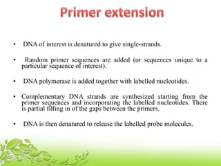 • DNA of interest is denatured to give single-strands.
• Random primer sequences are added (or sequences unique to a
particular sequence of interest).
• DNA polymerase is added together with labelled nucleotides.
• Complementary DNA strands are synthesized starting from the
primer sequences and incorporating the labelled nucleotides. There
is partial filling in of the gaps between the primers.
• DNA is then denatured to release the labelled probe molecules.
 