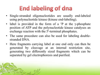 • Single-stranded oligonucleotides are usually end-labeled
using polynucleotide kinase (kinase end-labeling).
• label is provided in the form of a 32
P at the γ-phosphate
position of ATP and the polynucleotide kinase catalyses an
exchange reaction with the 5′-terminal phosphates.
• The same procedure can also be used for labeling double-
stranded DNA.
• Here fragments carrying label at one end only can then be
generated by cleavage at an internal restriction site,
generating two differently sized fragments which can be
separated by gel electrophoresis and purified.
 