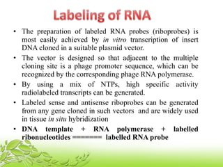 • The preparation of labeled RNA probes (riboprobes) is
most easily achieved by in vitro transcription of insert
DNA cloned in a suitable plasmid vector.
• The vector is designed so that adjacent to the multiple
cloning site is a phage promoter sequence, which can be
recognized by the corresponding phage RNA polymerase.
• By using a mix of NTPs, high specific activity
radiolabeled transcripts can be generated.
• Labeled sense and antisense riboprobes can be generated
from any gene cloned in such vectors and are widely used
in tissue in situ hybridization
• DNA template + RNA polymerase + labelled
ribonucleotides ======= labelled RNA probe
 
