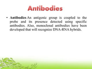 • Antibodies An antigenic group is coupled to the
probe and its presence detected using specific
antibodies. Also, monoclonal antibodies have been
developed that will recognize DNA-RNA hybrids.
 