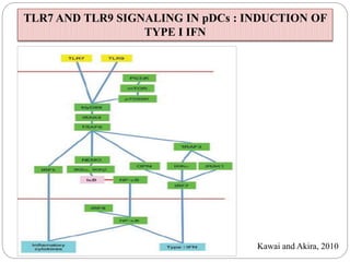 Kawai and Akira, 2010
TLR7 AND TLR9 SIGNALING IN pDCs : INDUCTION OF
TYPE I IFN
 