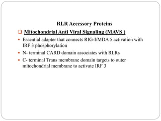 RLR Accessory Proteins
 Mitochondrial Anti Viral Signaling (MAVS )
 Essential adapter that connects RIG-I/MDA 5 activation with
IRF 3 phosphorylation
 N- terminal CARD domain associates with RLRs
 C- terminal Trans membrane domain targets to outer
mitochondrial membrane to activate IRF 3
 