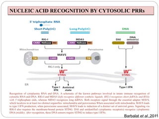 Recognition of cytoplasmic RNA and DNA. A schematic of the known pathways involved in innate immune recognition of
cytosolic RNA and DNA. RIG-I and MDA5 (left) recognize different synthetic ligands. RIG-I recognizes short dsRNAs and RNAs
with 5 triphosphate ends, whereas MDA5 recognizes long dsRNA. Both receptors signal through the essential adapter MAVS,
which localizes to at least two distinct organelles: mitochondria and peroxisomes.When associated with mitochondria, MAVS leads
to type I IFN production; when peroxisome associated, MAVS leads to induction of a distinct set of antiviral genes. Signaling via
RIG-I also requires the membrane-bound protein STING. DAI and unidentified cytoplasmic receptor(s) recognize cytoplasmic
DNA (middle). After recognition, these DNA sensors require STING to induce type I IFNs.
Barbalat et al.,2011
NUCLEIC ACID RECOGNITION BY CYTOSOLIC PRRs
 