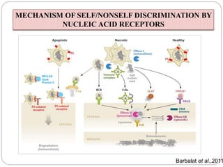 Barbalat et al.,2011
MECHANISM OF SELF/NONSELF DISCRIMINATION BY
NUCLEIC ACID RECEPTORS
 