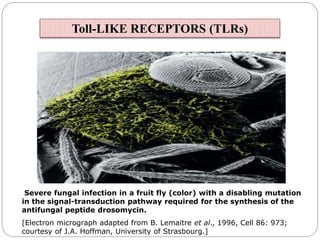 Severe fungal infection in a fruit fly (color) with a disabling mutation
in the signal-transduction pathway required for the synthesis of the
antifungal peptide drosomycin.
[Electron micrograph adapted from B. Lemaitre et al., 1996, Cell 86: 973;
courtesy of J.A. Hoffman, University of Strasbourg.]
Toll-LIKE RECEPTORS (TLRs)
 