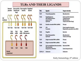 TLRs AND THEIR LIGANDS
Kuby Immunology, 6th edition
 