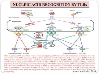 TLR3 recognizes dsRNA derived from viruses or virus-infected cells; dsRNA binds to N- and C-terminal sites on the lateral side of the
convex surface of the TLR3 ectodomain, which facilitates the formation of a homodimer via the C-terminal region. TLR3 activates the
TRIF-dependent pathway to induce type I interferon and inflammatory cytokines. In pDCs, TLR7 recognizes ssRNA derived from
ssRNA viruses in endolysosomes and activates NF-κB and IRF7 via MyD88 to induce inflammatory cytokines and type I interferon,
respectively. In addition, autophagy is involved in delivering ssRNA to TLR7-expressing vesicles. TLR9 recognizes DNA derived from
both DNA viruses and bacteria. Proteolytic cleavage of TLR9 by cellular proteases is required for downstream signal transduction.
TLR9 recruits MyD88 to activate NF-κB and IRF7 in pDCs. TLR3, TLR7 and TLR9 localize mainly to the ER in the steady state and
traffic to the endolysosomes, where they engage with their ligands. UNC93B1 interacts with these TLRs in the ER and is essential for
this trafficking. Kawai and Akira, 2010
NUCLEIC ACID RECOGNITION BY TLRs
 