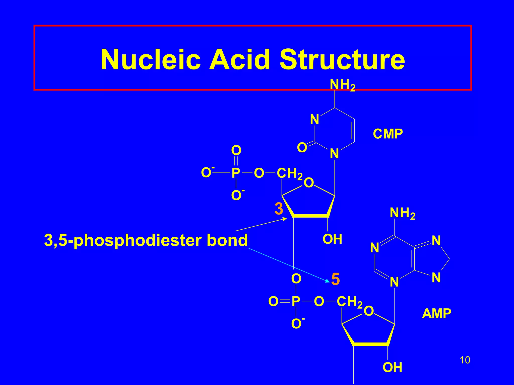 Nucleic Acid Structure 3,5-phosphodiester bond 3 5 