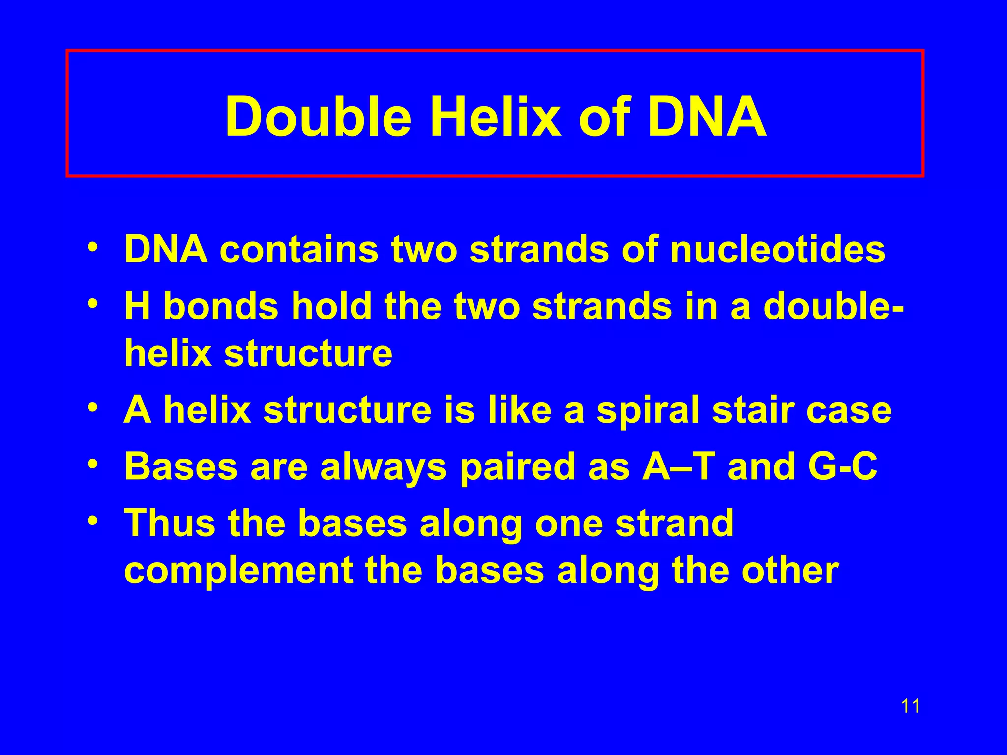 Double Helix of DNA DNA contains two strands of nucleotides H bonds hold the two strands in a double-helix structure A helix structure is like a spiral stair case Bases are always paired as A–T and G-C Thus the bases along one strand complement the bases along the other  