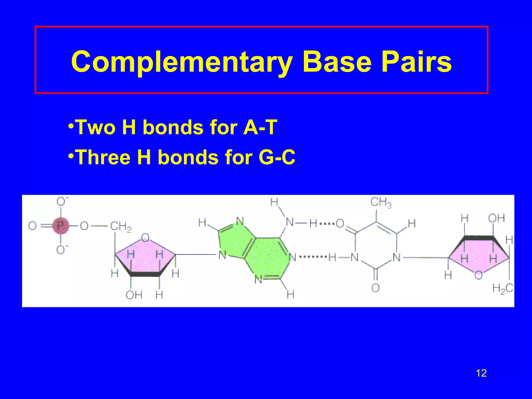 Complementary Base Pairs Two H bonds for A-T Three H bonds for G-C 