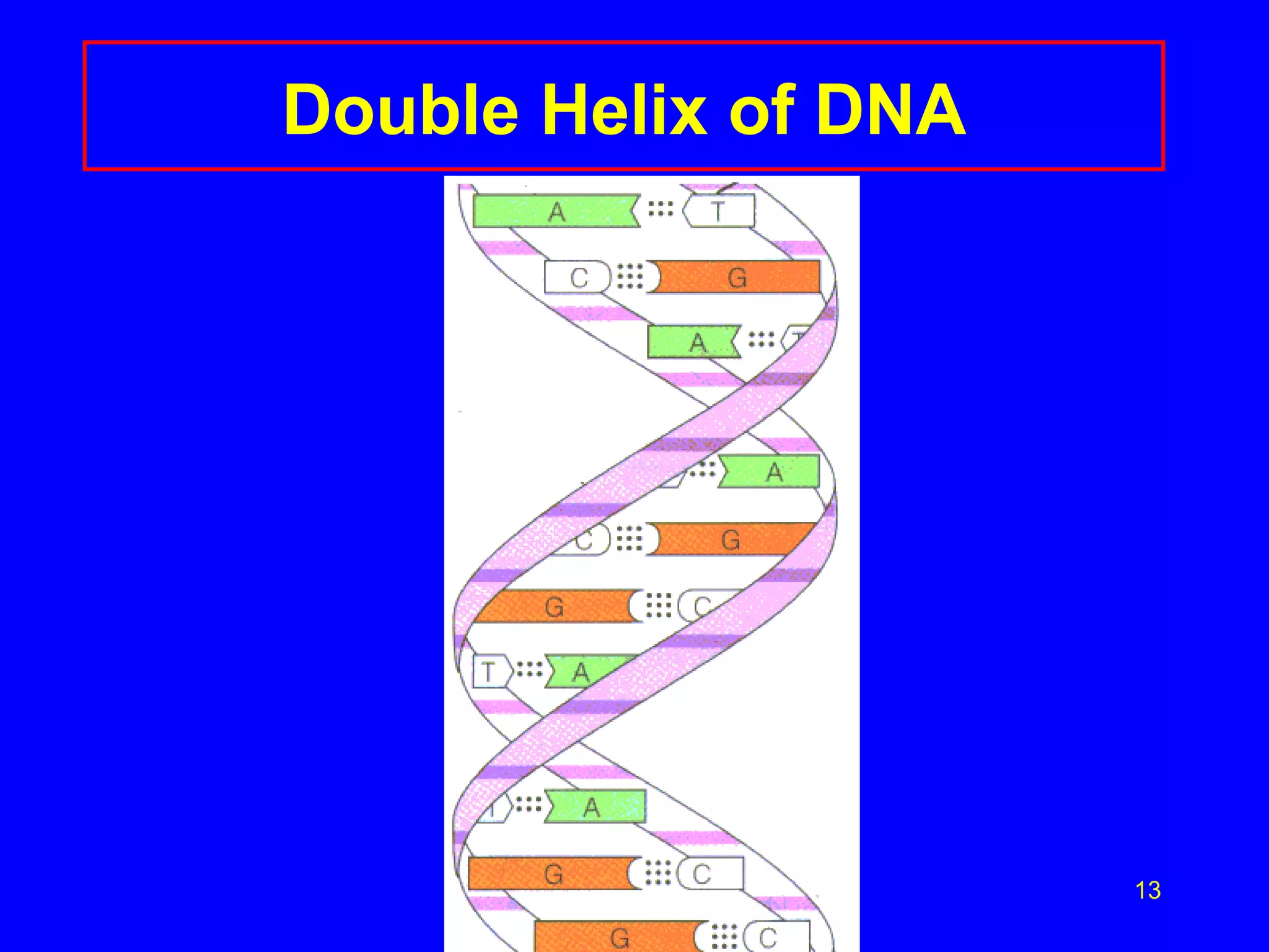 Double Helix of DNA 
