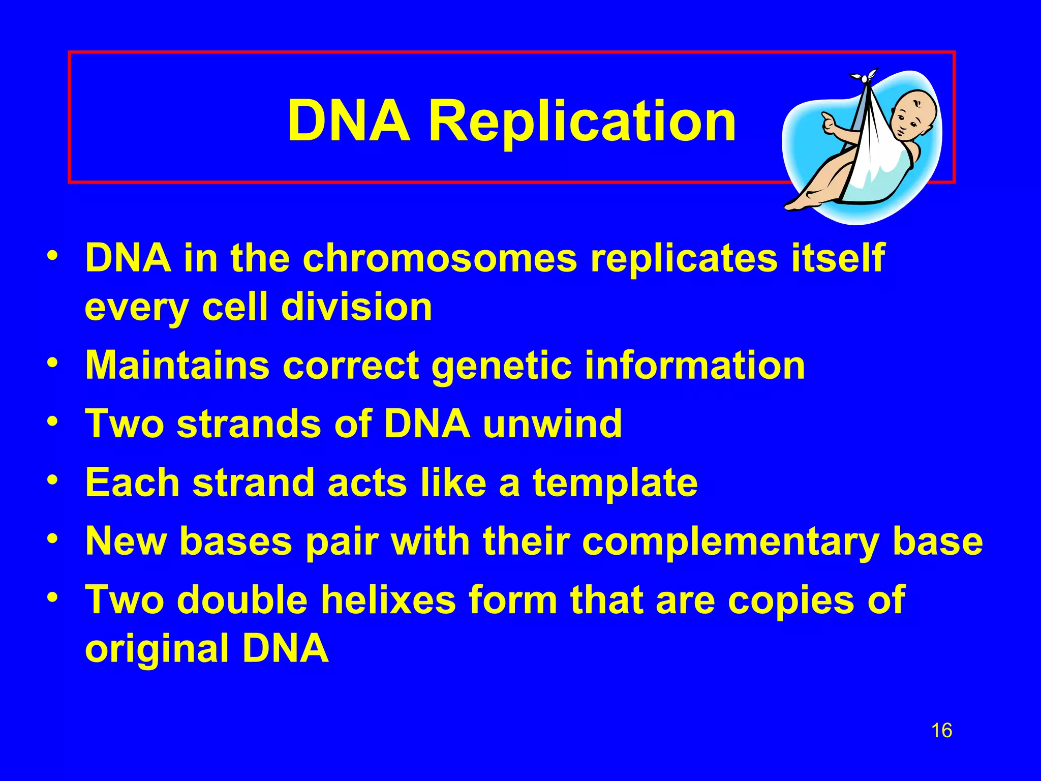 DNA Replication DNA in the chromosomes replicates itself every cell division Maintains correct genetic information Two strands of DNA unwind Each strand acts like a template New bases pair with their complementary base Two double helixes form that are copies of original DNA 