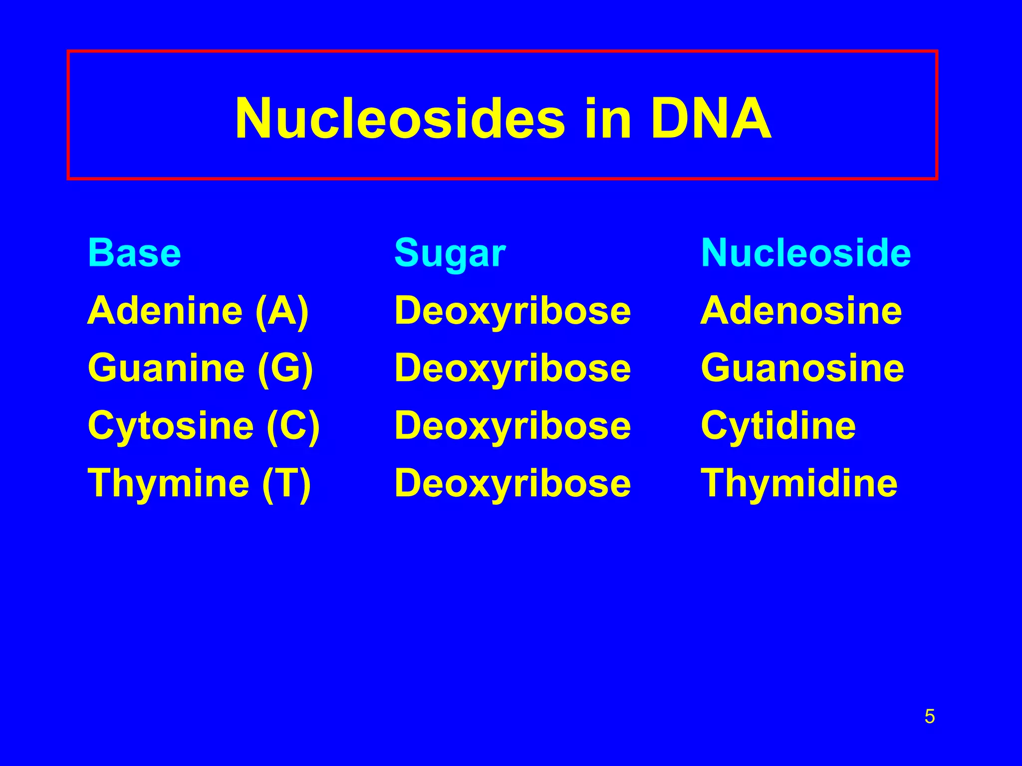 Nucleosides in DNA Base Sugar Nucleoside Adenine (A) Deoxyribose Adenosine Guanine (G) Deoxyribose Guanosine Cytosine (C) Deoxyribose Cytidine Thymine (T) Deoxyribose Thymidine 