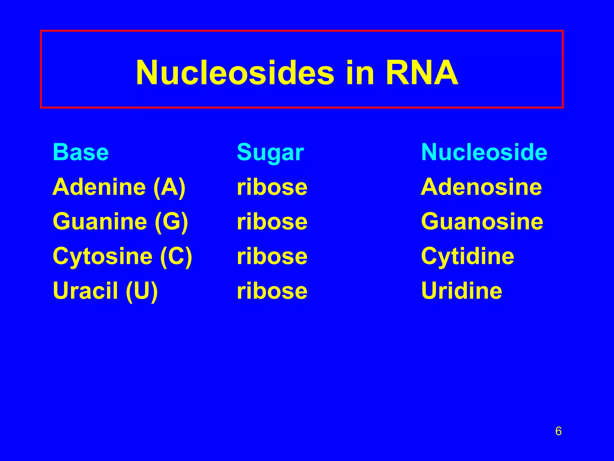 Nucleosides in RNA   Base Sugar Nucleoside Adenine (A) ribose Adenosine Guanine (G) ribose Guanosine Cytosine (C) ribose Cytidine Uracil (U) ribose Uridine 