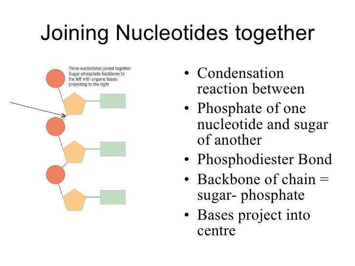 Nucleic acids