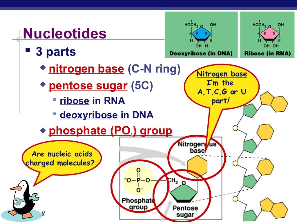 Nucleic acids