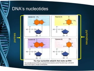 pyrimidines

purines

DNA’s nucleotides

 