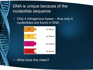 DNA is unique because of the
nucleotide sequence
• Only 4 nitrogenous bases – thus only 4
nucleotides are found in DNA

• What does this mean?

 