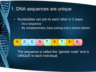 1. DNA sequences are unique
• Nucleotides can join to each other in 2 ways:
- As a sequence
- By complementary base pairing (not e shown below)

A

C

C

G

T

A

T

A

G

The sequence is called the “genetic code” and is
UNIQUE to each individual.

 