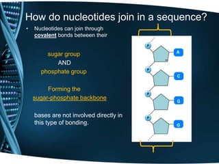 How do nucleotides join in a sequence?
•

Nucleotides can join through
covalent bonds between their

sugar group
AND
phosphate group

Forming the
sugar-phosphate backbone
bases are not involved directly in
this type of bonding.

 