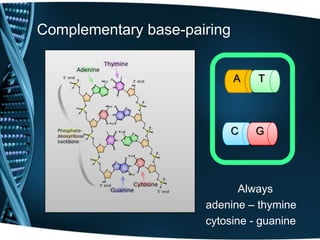 Complementary base-pairing
A

T

C

G

Always
adenine – thymine
cytosine - guanine

 