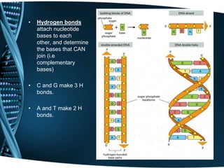 •

Hydrogen bonds
attach nucleotide
bases to each
other, and determine
the bases that CAN
join (i.e
complementary
bases)

•

C and G make 3 H
bonds.

•

A and T make 2 H
bonds.

 