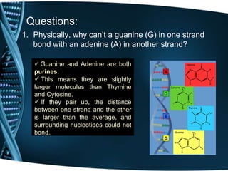 Questions:
1. Physically, why can’t a guanine (G) in one strand
bond with an adenine (A) in another strand?
 Guanine and Adenine are both

purines.
 This means they are slightly
larger molecules than Thymine
and Cytosine.
 If they pair up, the distance
between one strand and the other
is larger than the average, and
surrounding nucleotides could not
bond.

 