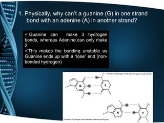 1. Physically, why can’t a guanine (G) in one strand
bond with an adenine (A) in another strand?
 Guanine

can
make 3 hydrogen
bonds, whereas Adenine can only make
2.
This makes the bonding unstable as
Guanine ends up with a “lose” end (nonbonded hydrogen)

 