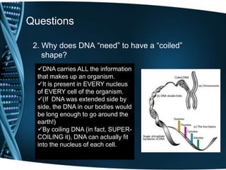 Questions
2. Why does DNA “need” to have a “coiled”
shape?
DNA carries ALL the information
that makes up an organism.
It is present in EVERY nucleus
of EVERY cell of the organism.
(If DNA was extended side by
side, the DNA in our bodies would
be long enough to go around the
earth!)
By coiling DNA (in fact, SUPERCOILING it), DNA can actually fit
into the nucleus of each cell.

 