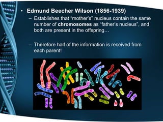 • Edmund Beecher Wilson (1856-1939)
– Establishes that “mother’s” nucleus contain the same
number of chromosomes as “father’s nucleus”, and
both are present in the offspring…
– Therefore half of the information is received from
each parent!

 