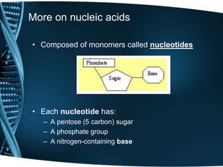 More on nucleic acids
• Composed of monomers called nucleotides

• Each nucleotide has:
– A pentose (5 carbon) sugar
– A phosphate group
– A nitrogen-containing base

 